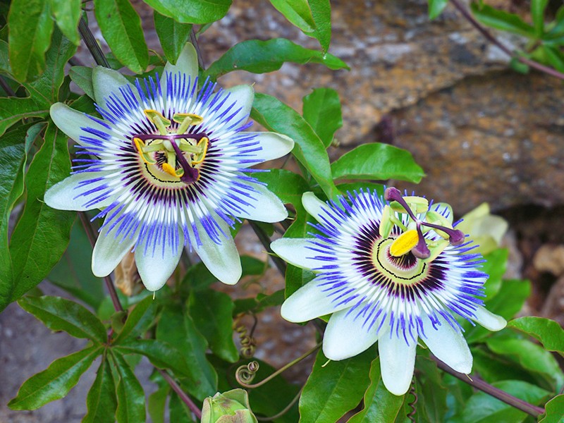 Foto Crisina (Passiflora caerulea)